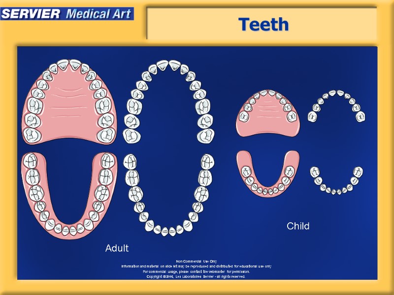 Teeth Adult Child